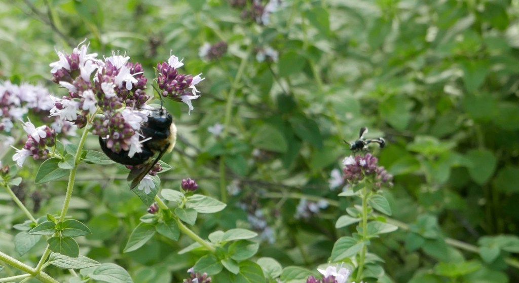 Pollinator Parade